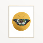 Kono Butterflies 22